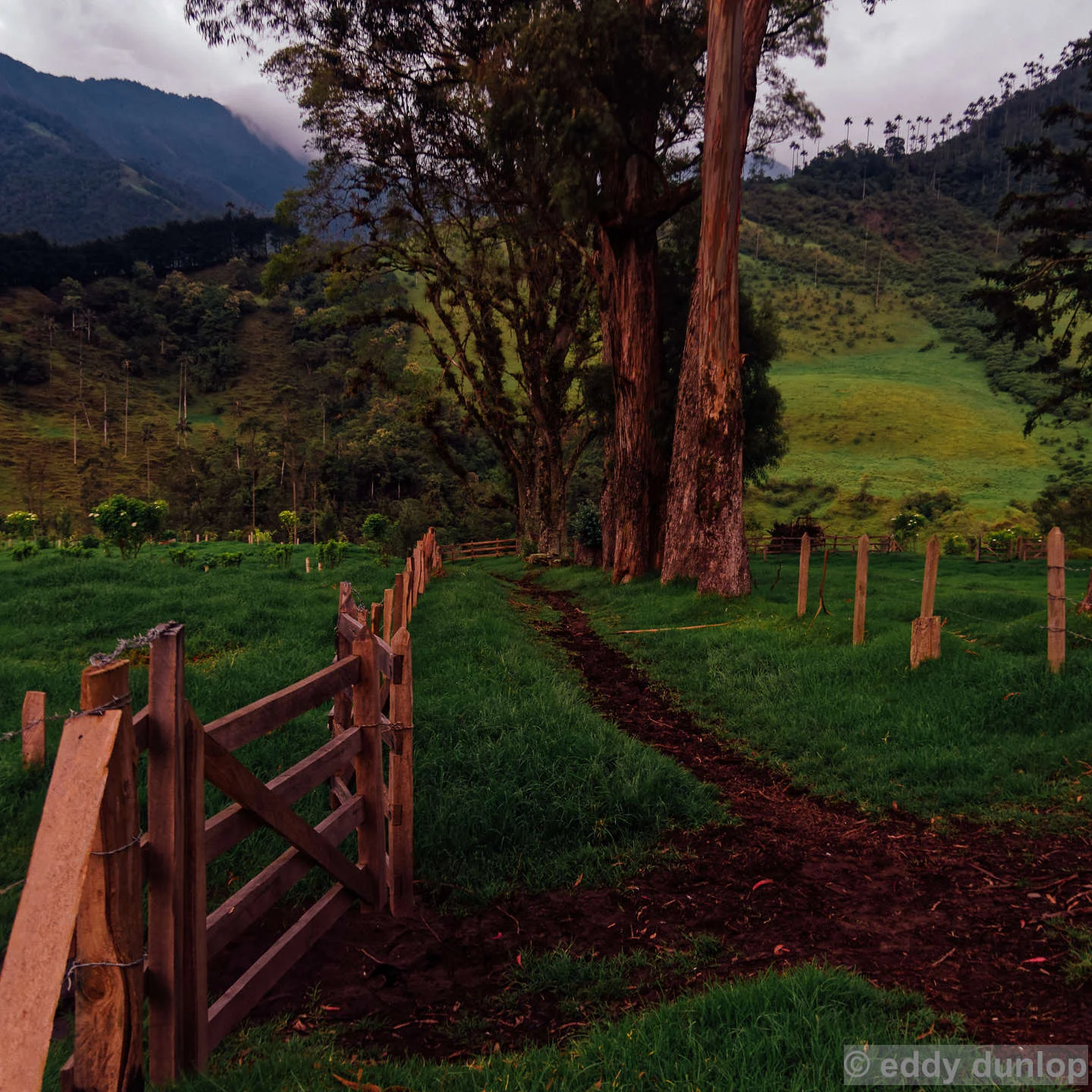 Valle del cocora - Salento - Quindio
