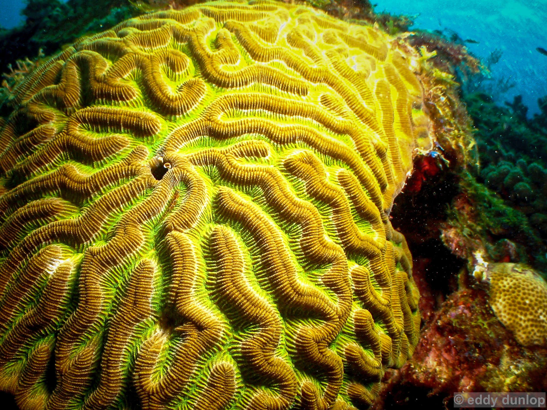 carriacou - grenada
