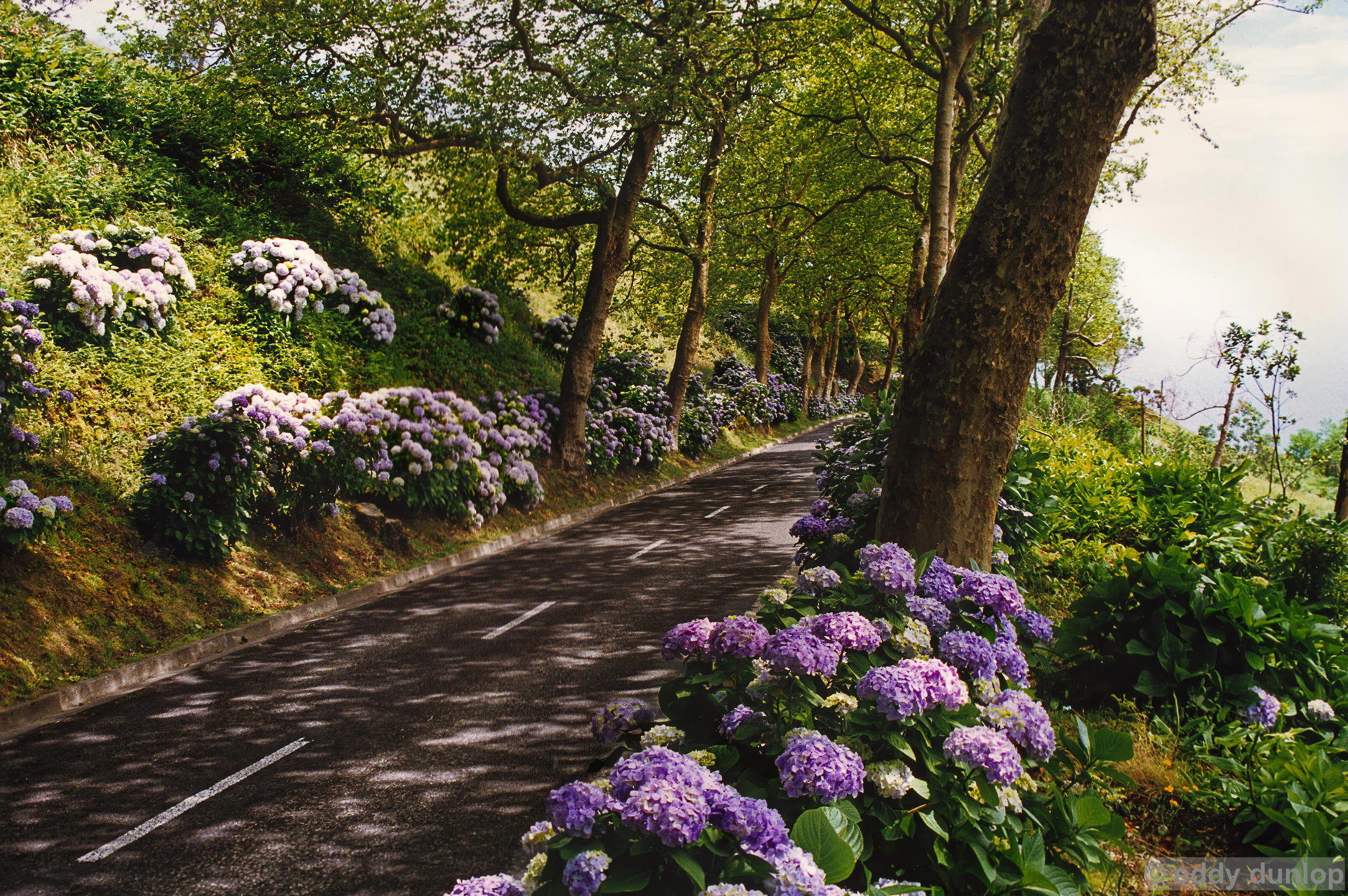 sao miguel - azores