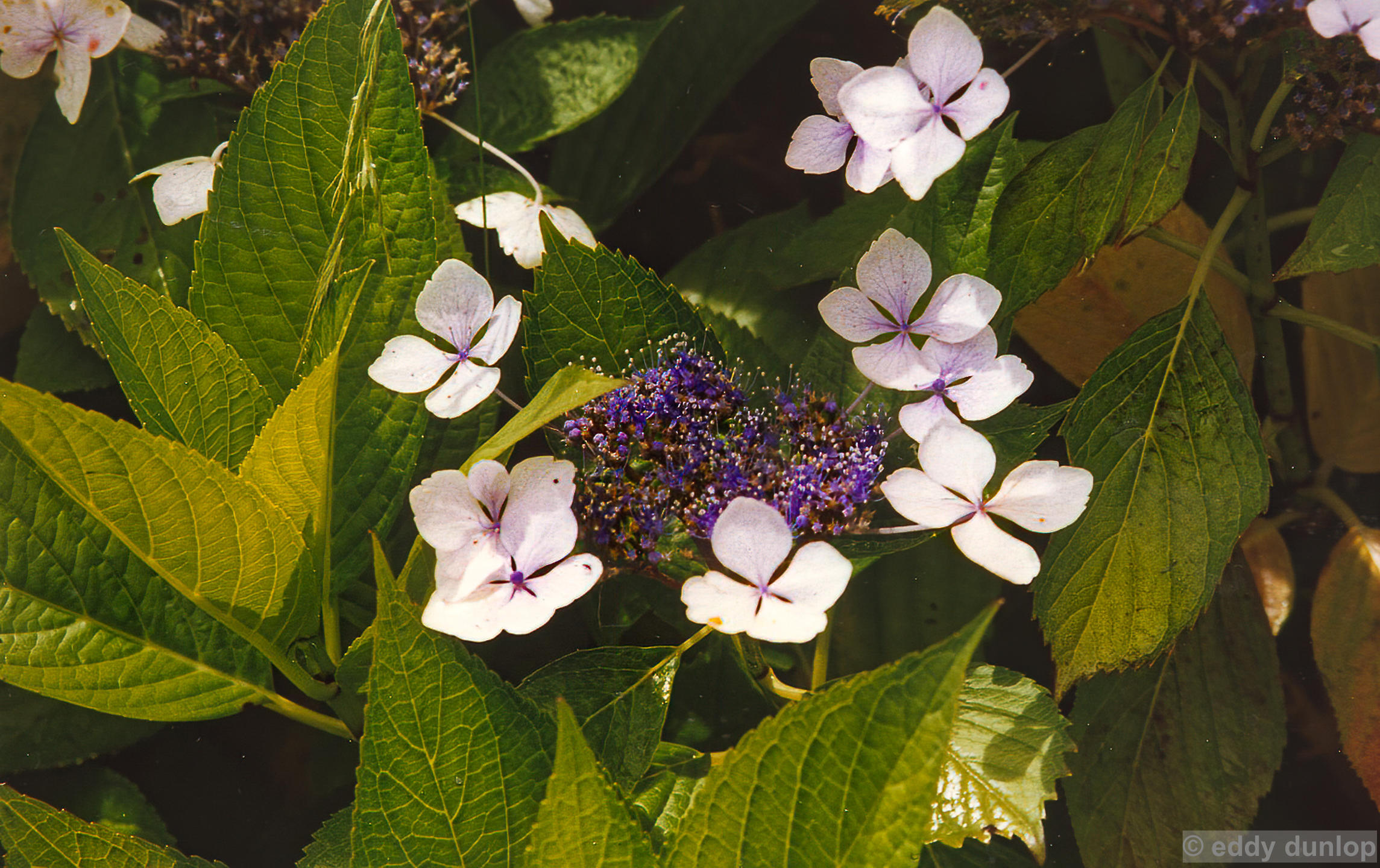 sao miguel - azores