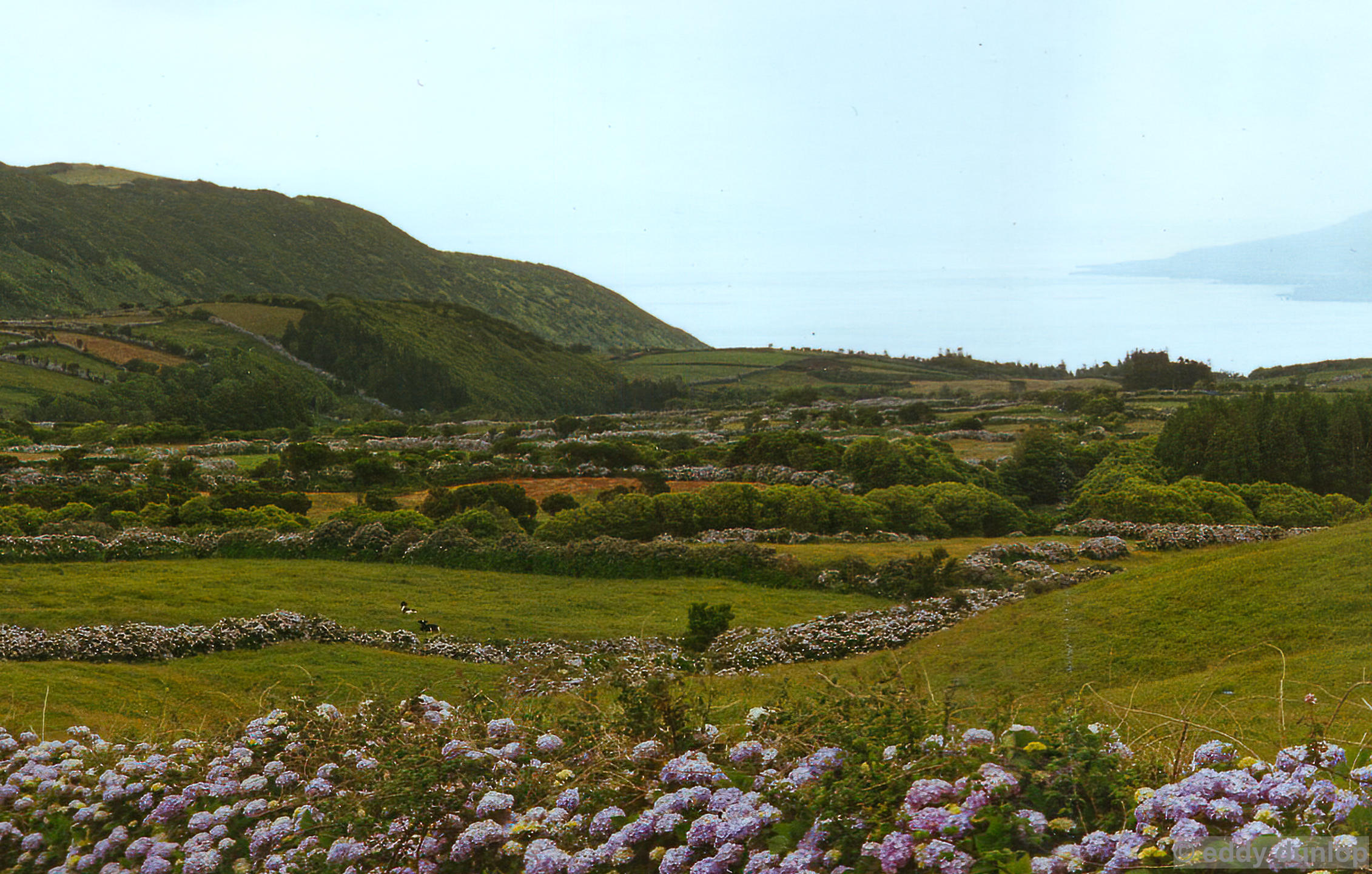 horta - faial - azores