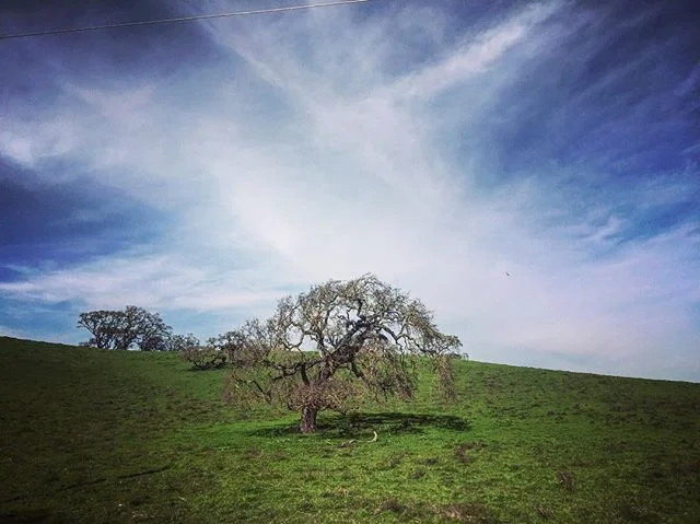 The countryside or what Northern California looks like without the drought.