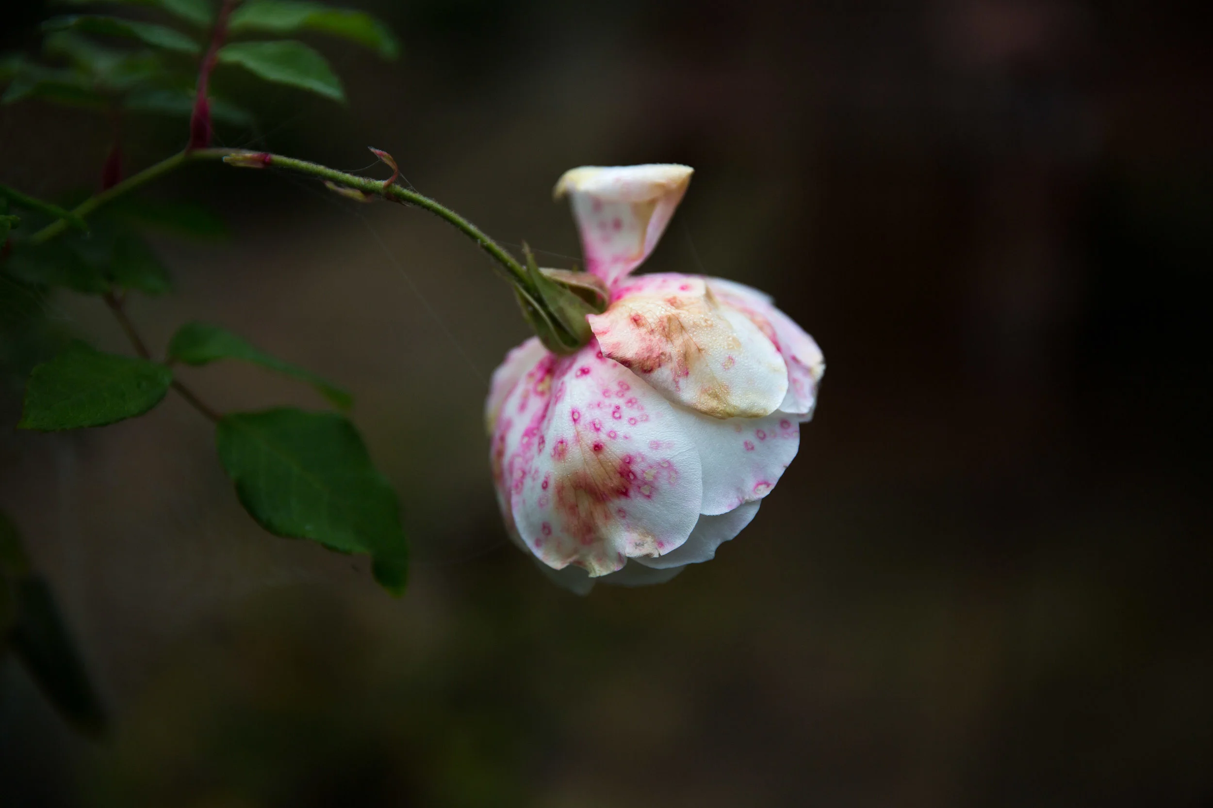 Jam on Your Collar - Drysdale Winter Garden 2016 -004.jpg