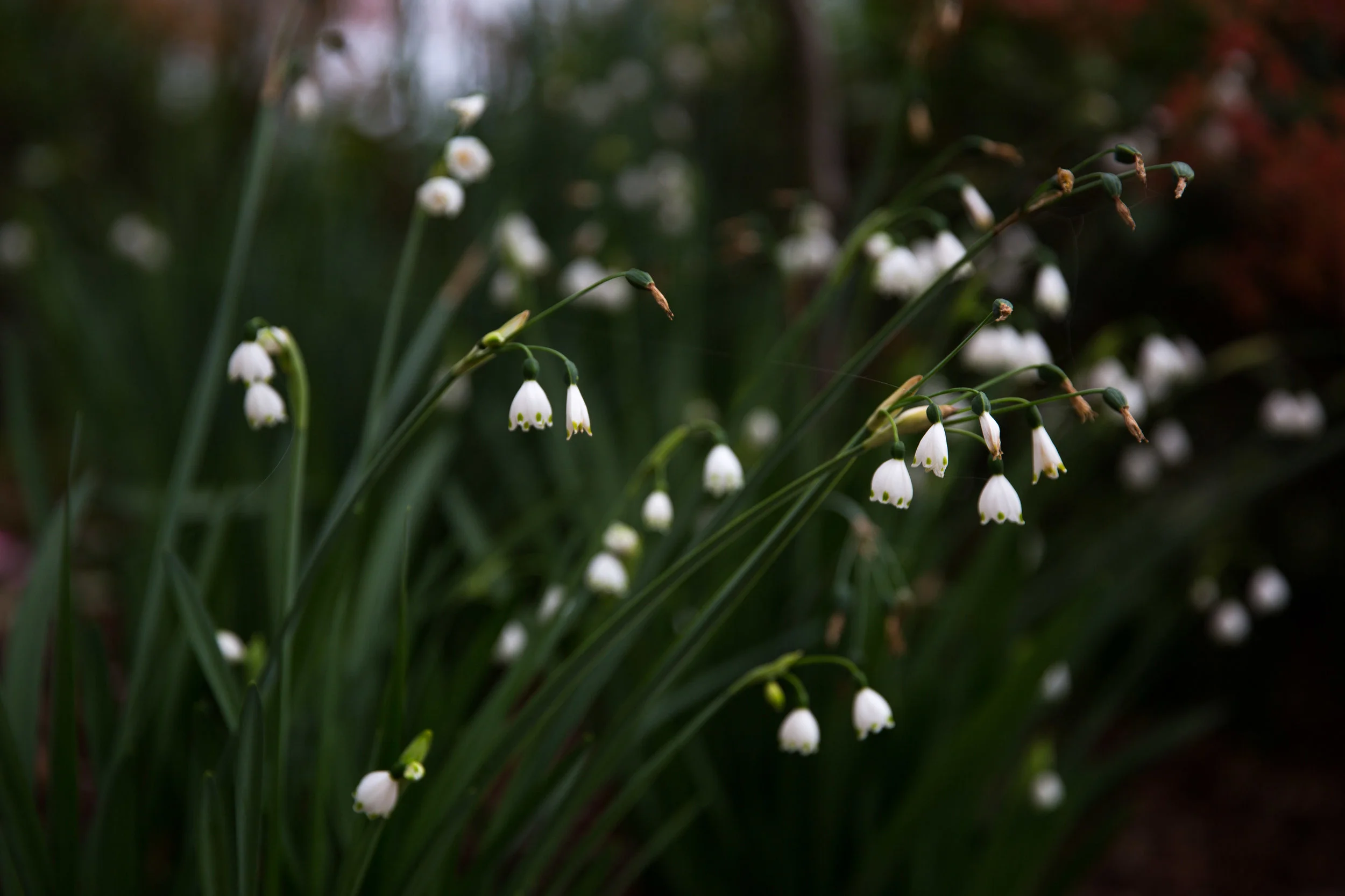 Jam on Your Collar - Drysdale Winter Garden 2016 -010.jpg