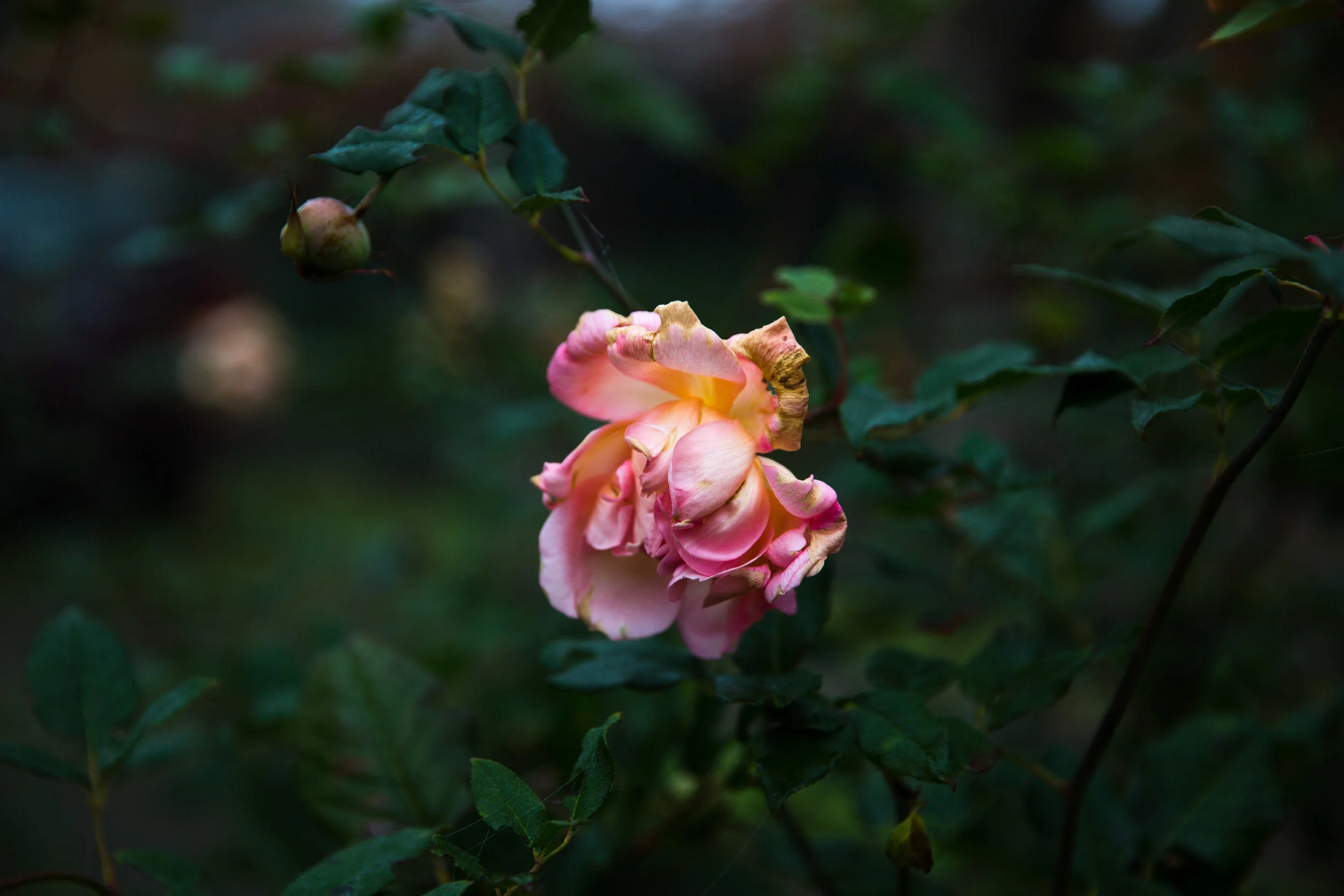 Jam on Your Collar - Drysdale Winter Garden 2016 -011.jpg