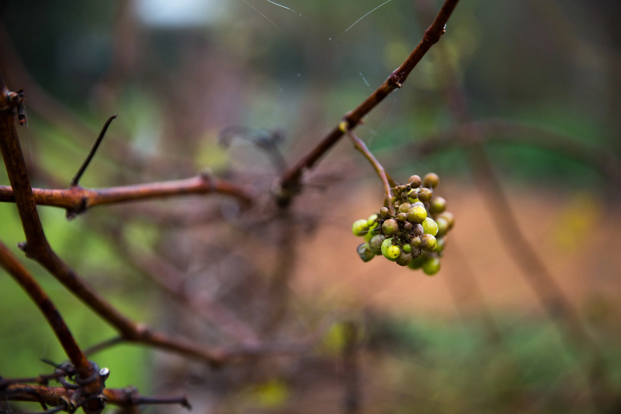 Jam on Your Collar - Drysdale Winter Garden 2016 -013.jpg