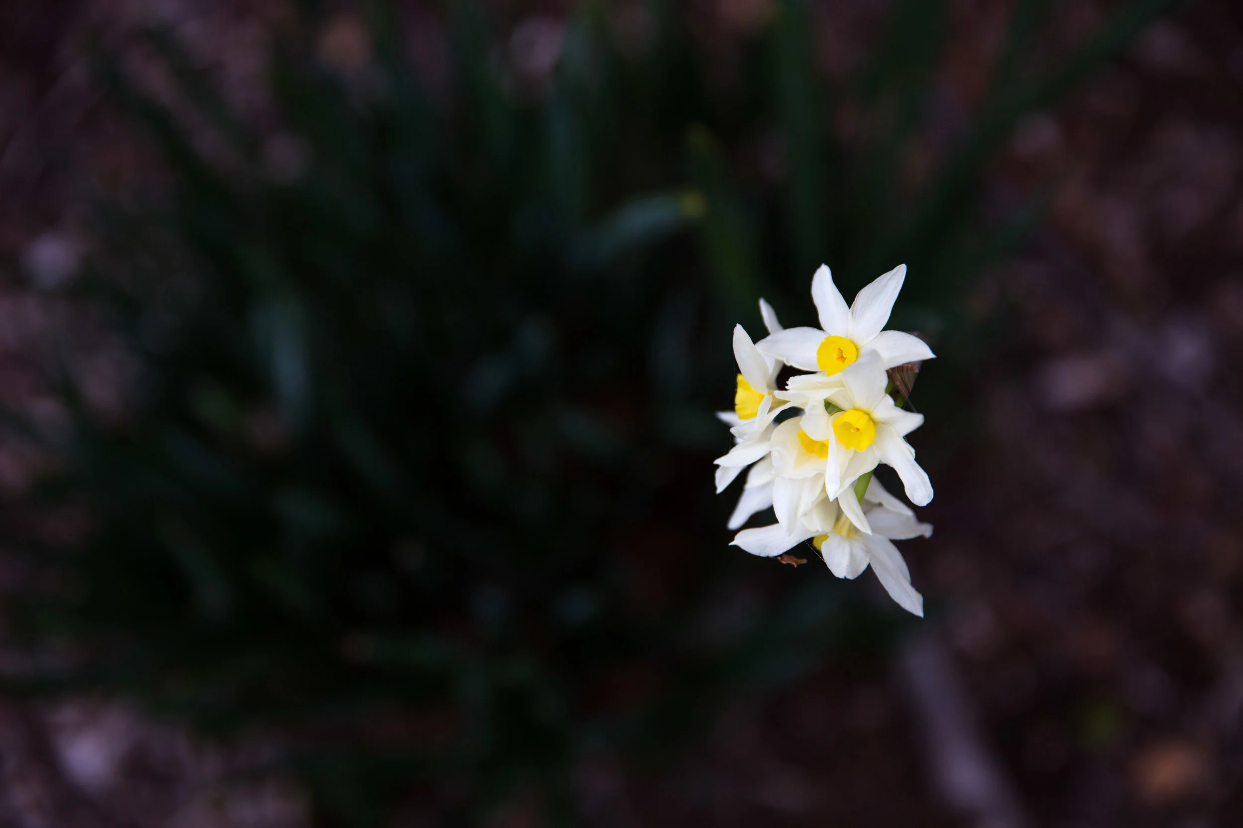 Jam on Your Collar - Drysdale Winter Garden 2016 -016.jpg