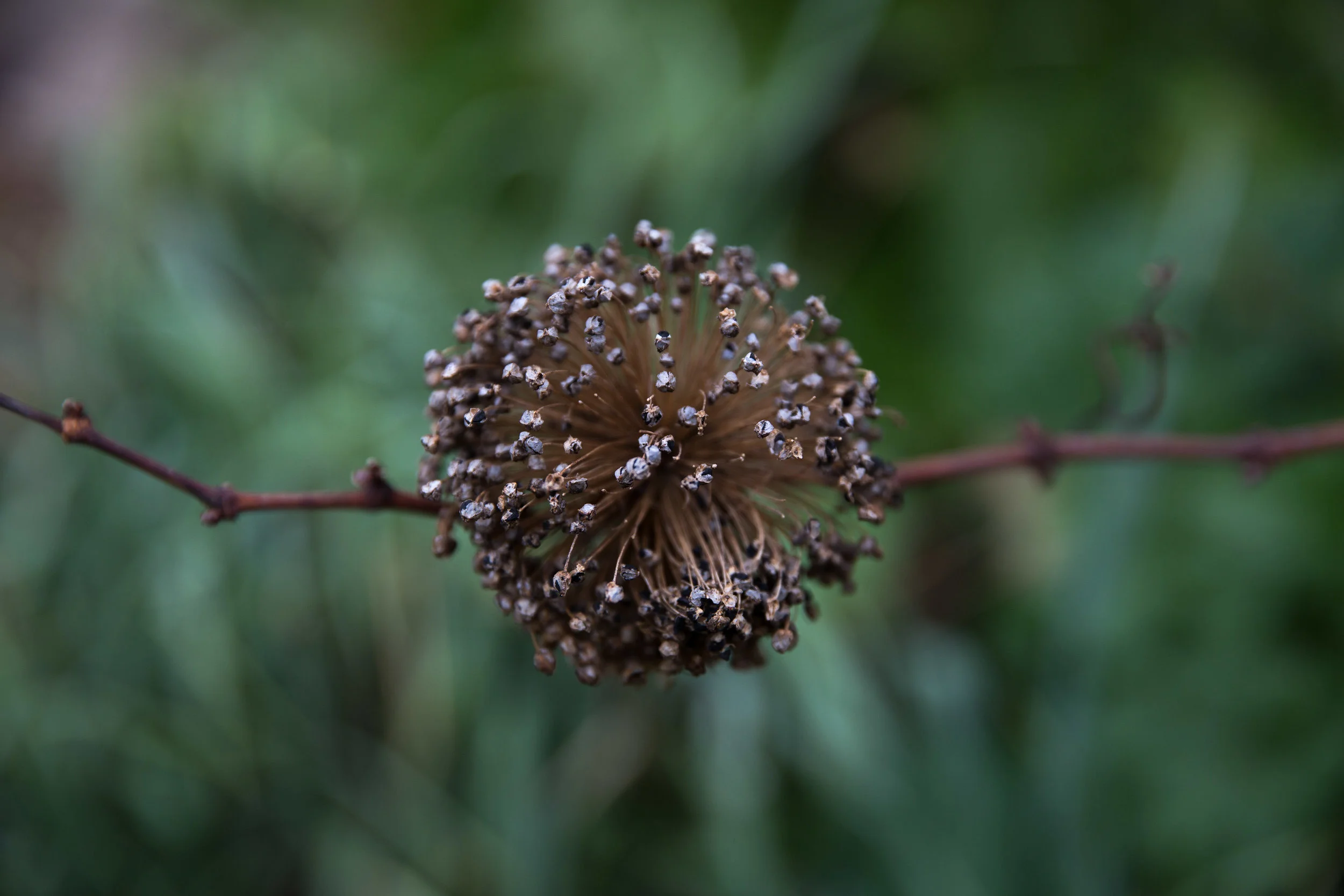 Jam on Your Collar - Drysdale Winter Garden 2016 -015.jpg
