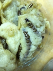 Beetle Larvae Tempora