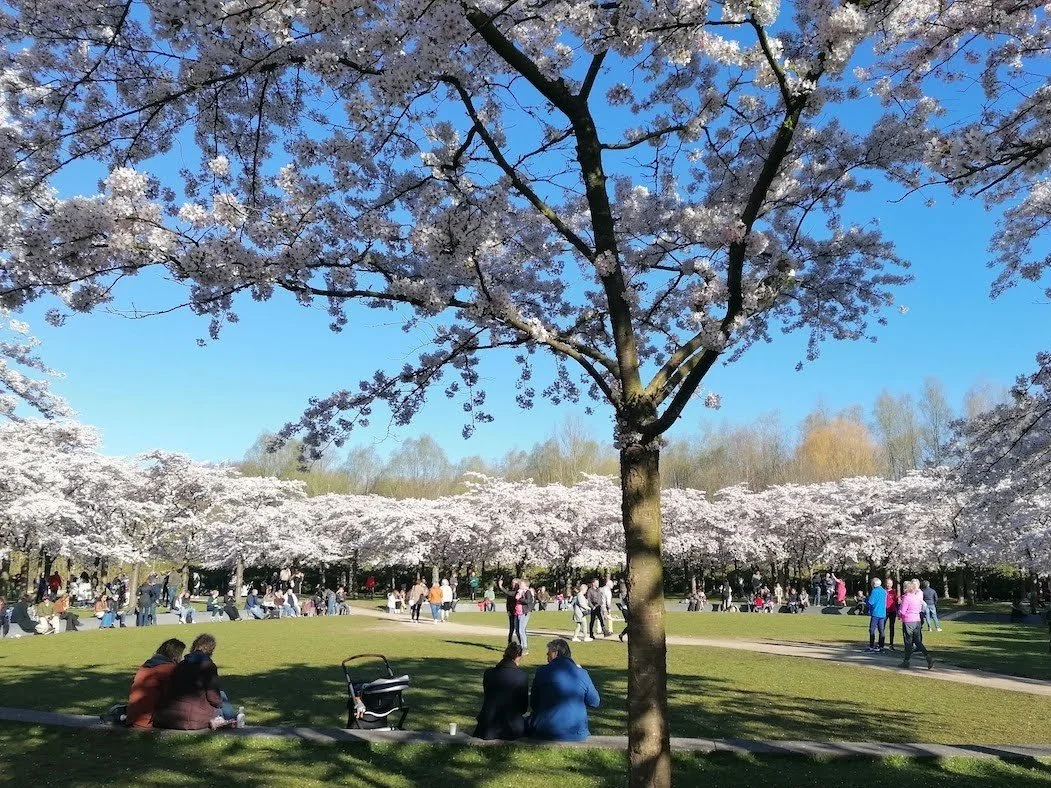 Spring In Europe Spring in Europe: Beautiful Cities with Blossoming Trees