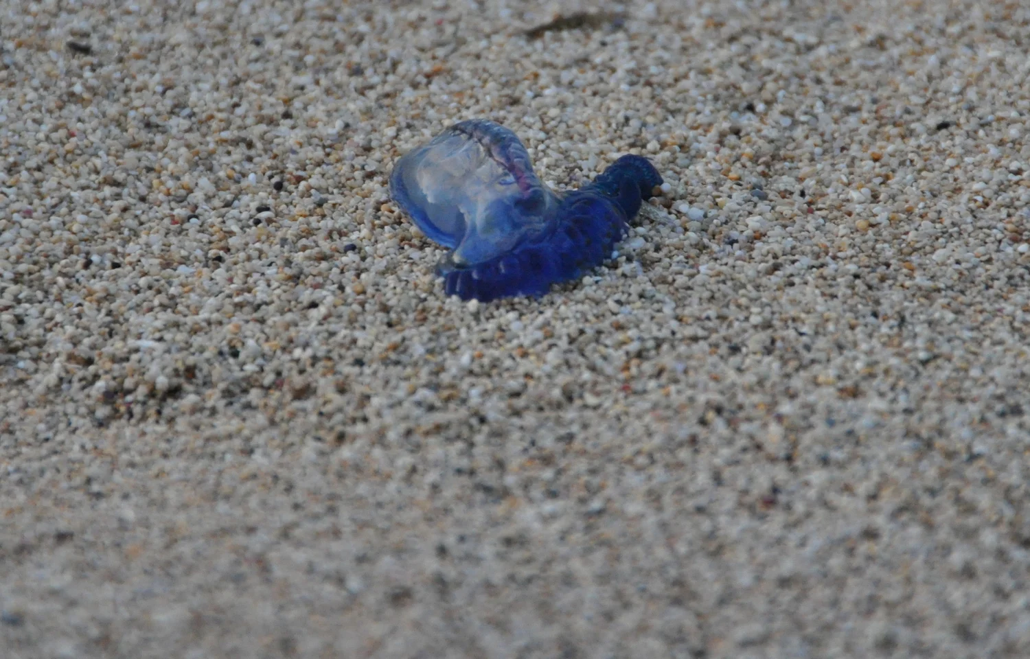 How To Survive A Jellyfish Attack