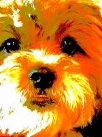 dog5.jpg