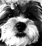 dog3.jpg