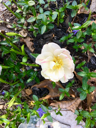 Immature Small Pink Tulip