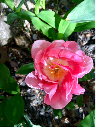 Mature Small Pink Tulip