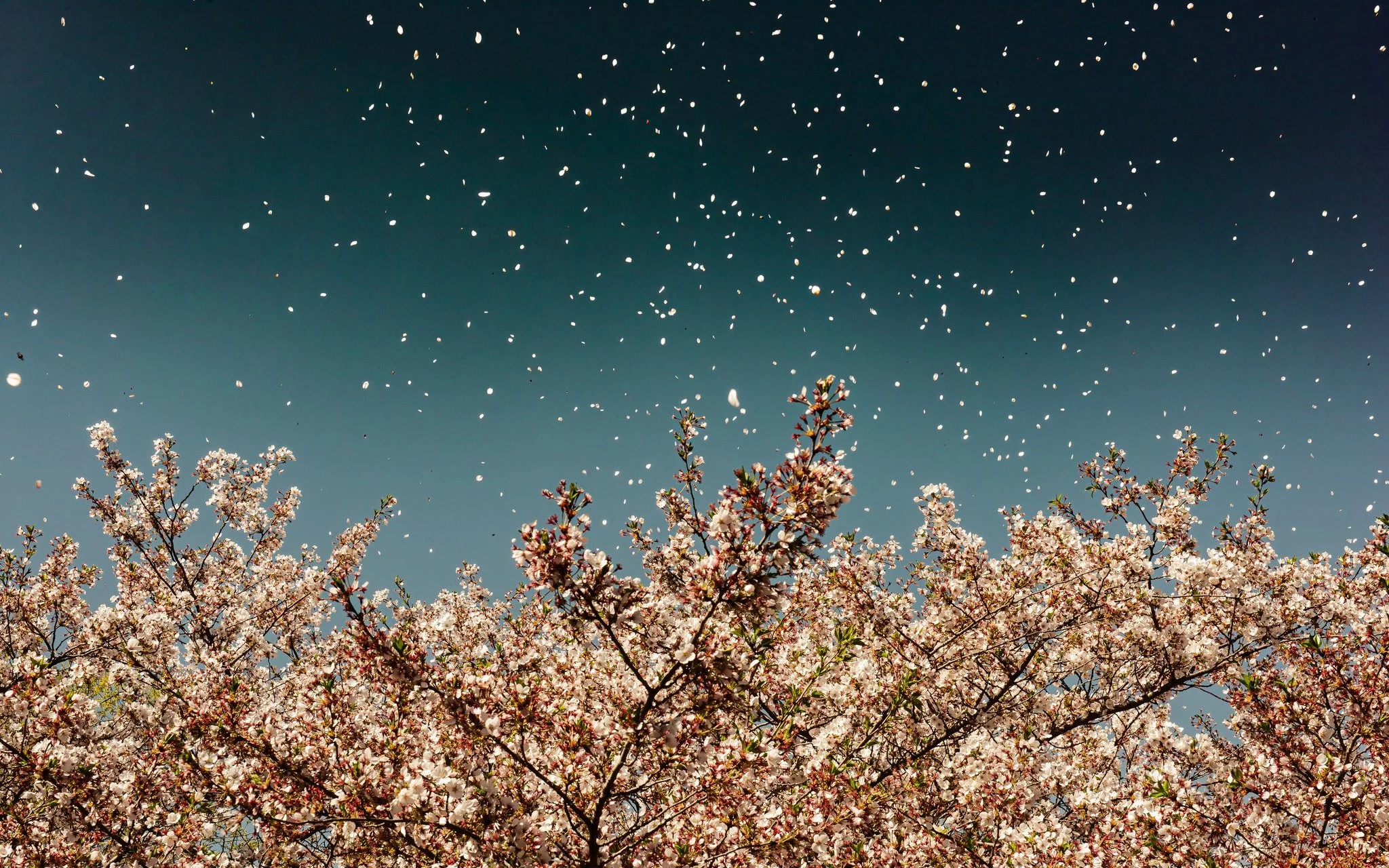 &bull;
Isham in Bloom

_______
#ishampark #inwood #inwoodnyc #manhattan #landscape #naturephotography #nature #naturelovers #instagood #landscapephotography #flowers #bloom #sky #dogwood