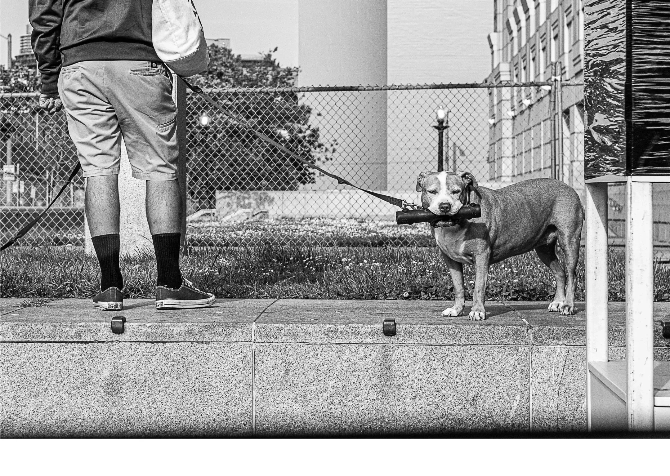 Dog%2Bwith%2Bher%2Btoy.jpg