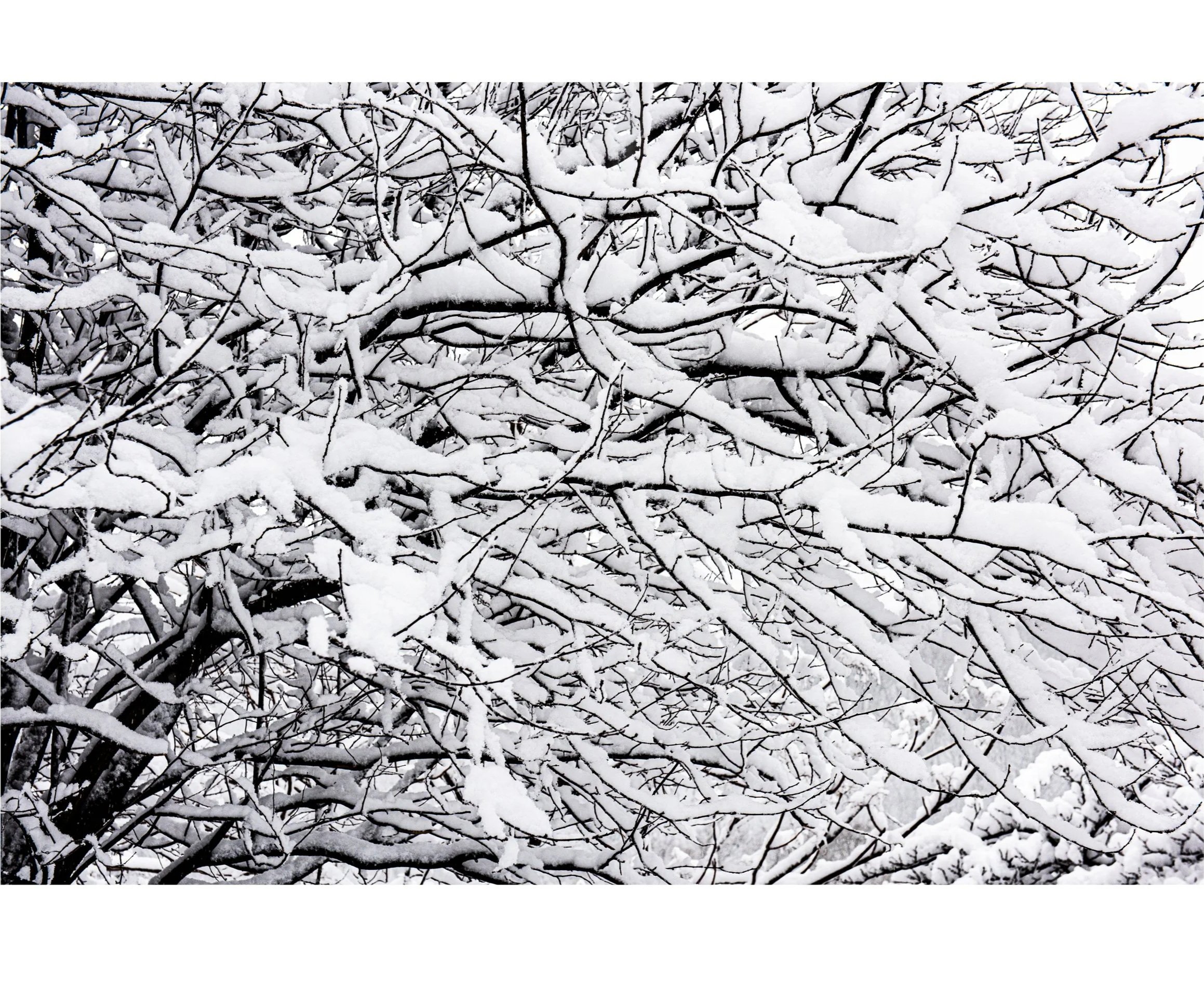 20210210+-+Snow+Branches.jpg