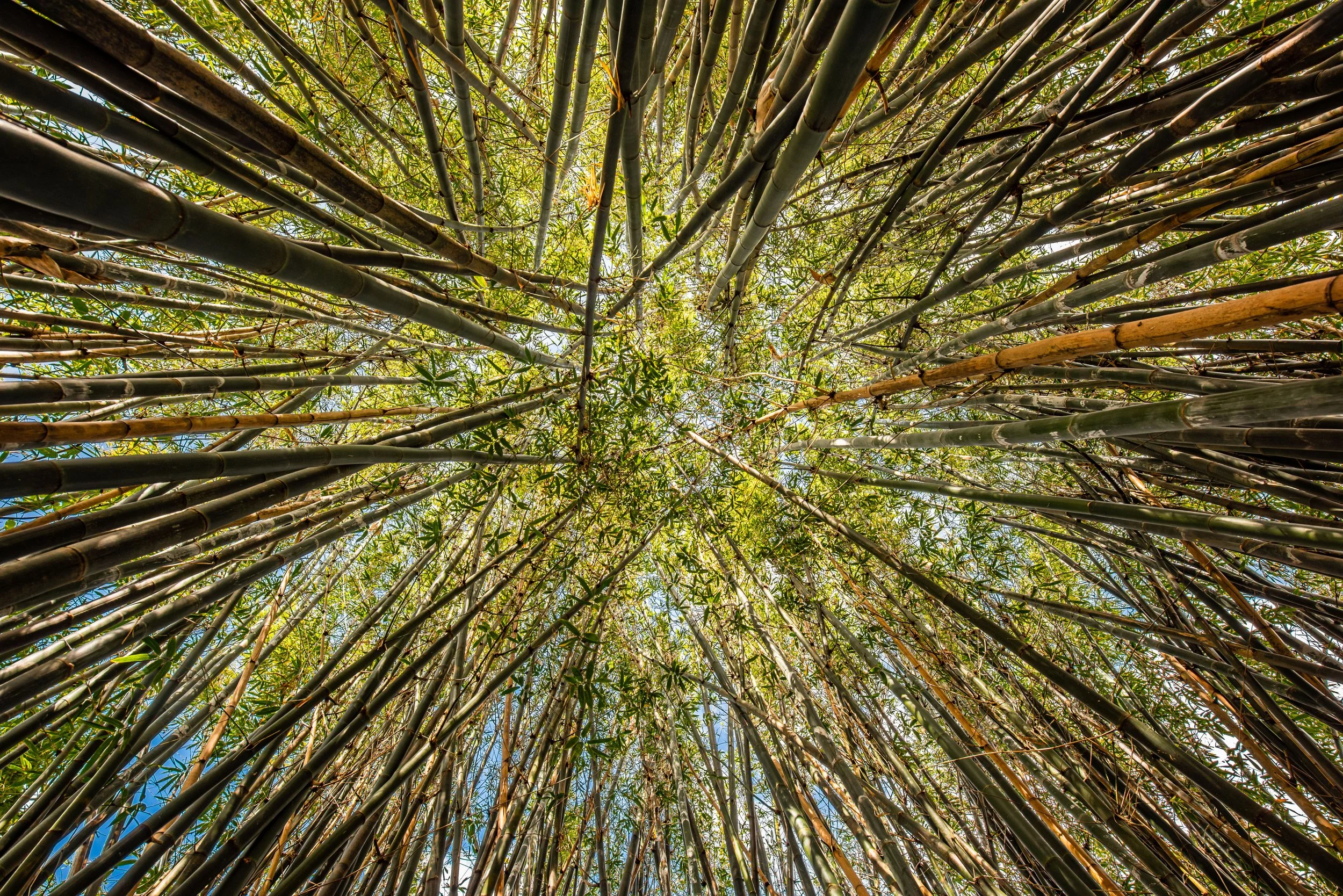 Bamboo Den.jpg