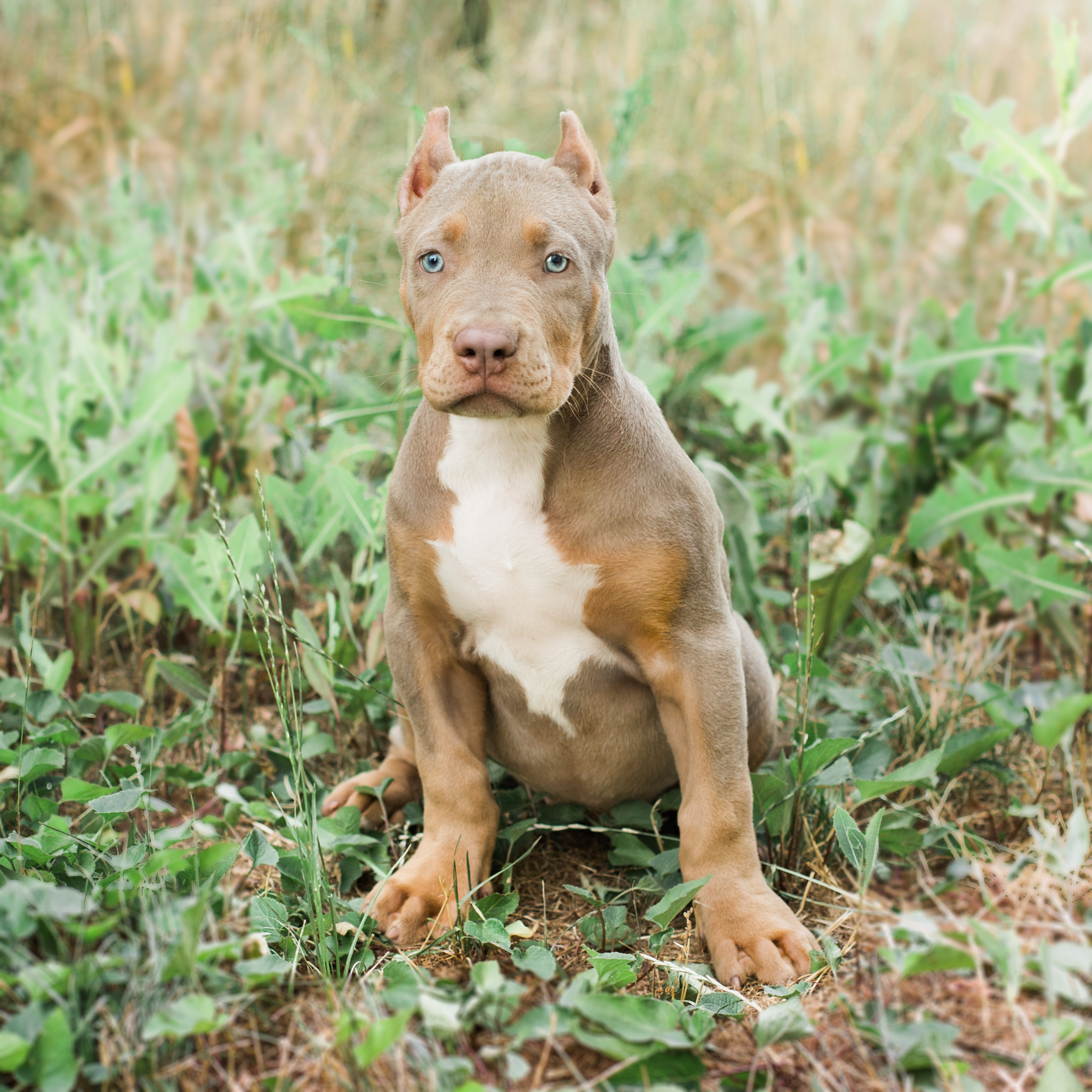 Nala
