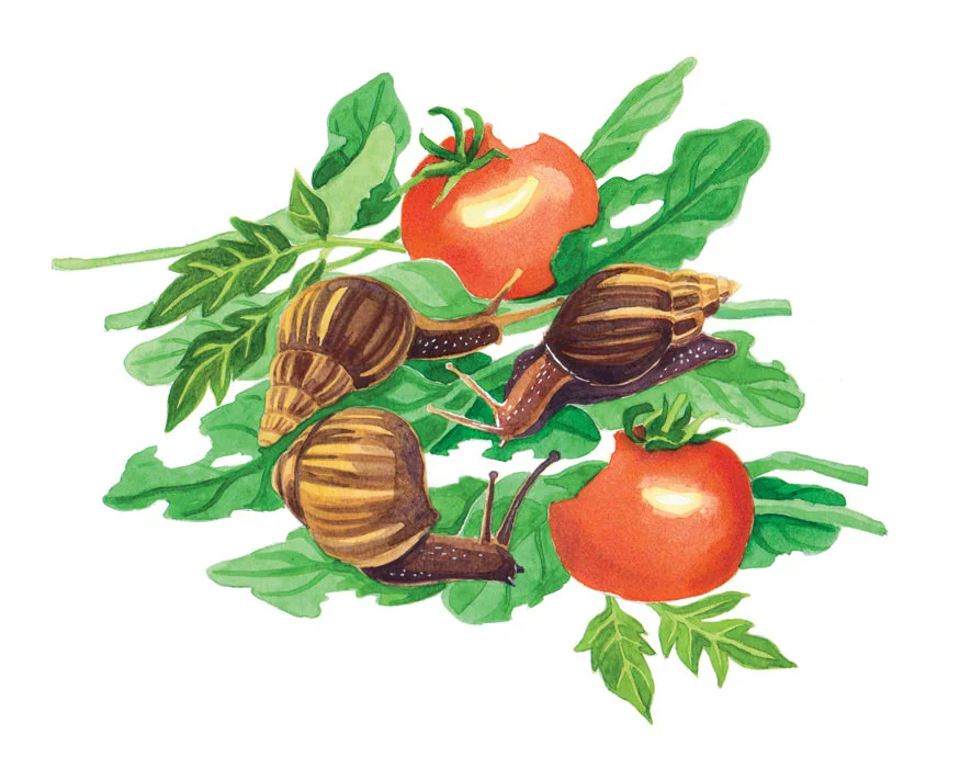 Giant African Snails.jpg