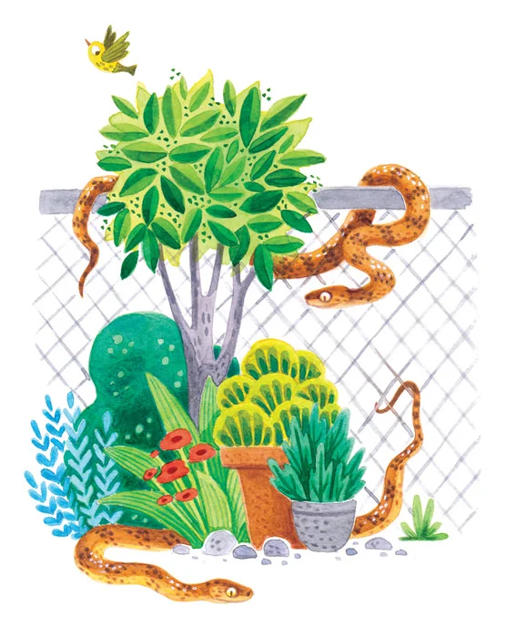 Brown Tree Snake.jpg