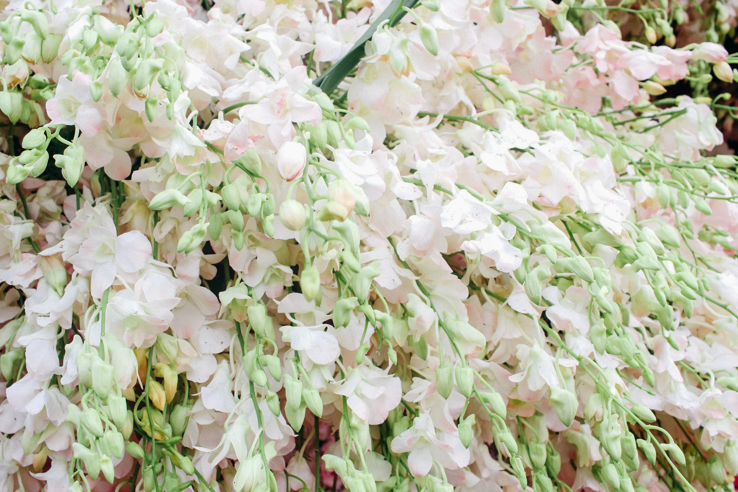 rose parade006.jpg
