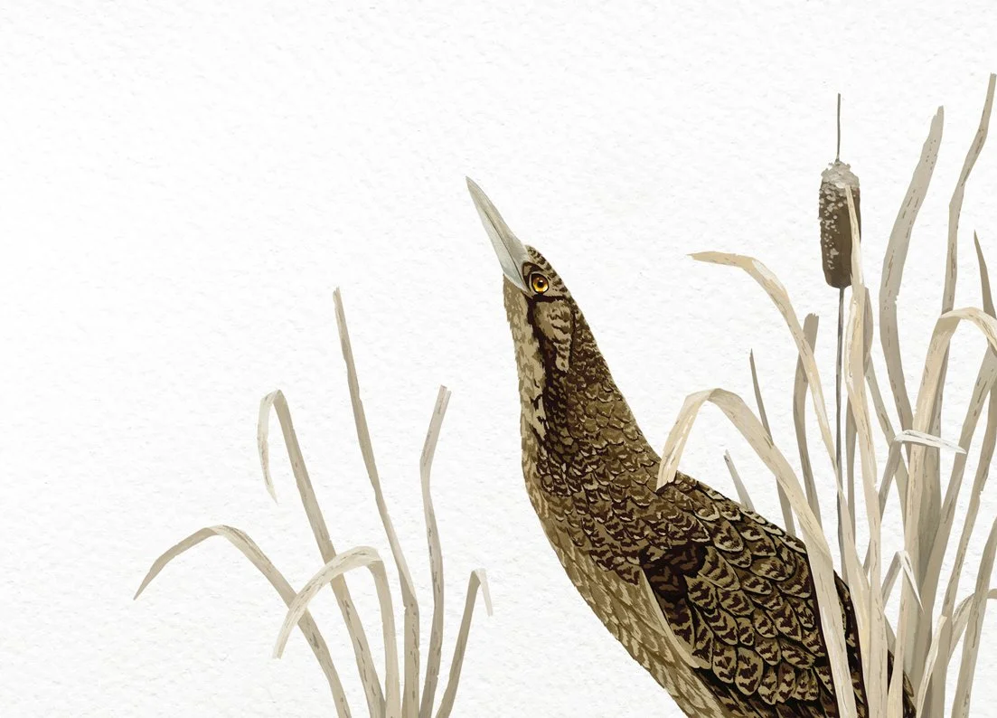 melissa boardman bittern boom 04.jpg