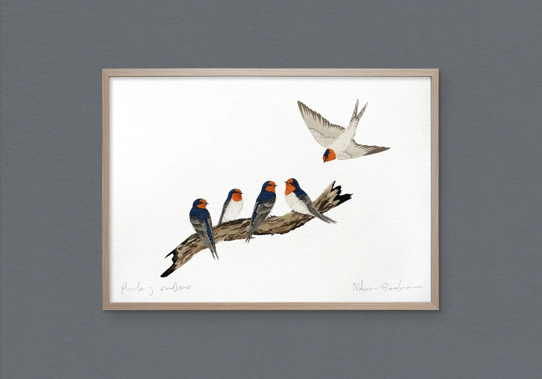 melissa boardman swallows print 01 sig.jpg