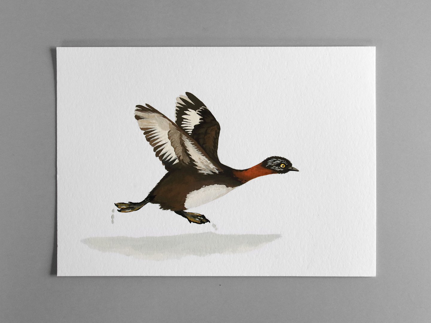 melissa boardman dabchick flying 03b.jpg