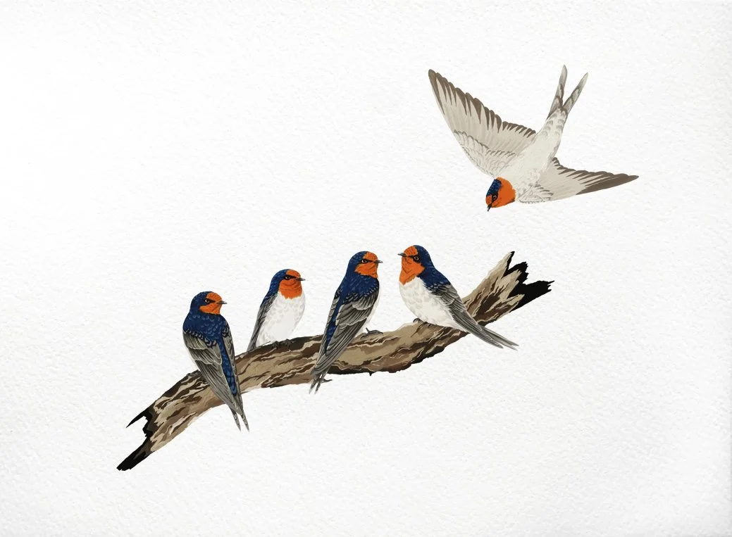 melissa boardman swallows 03.jpg