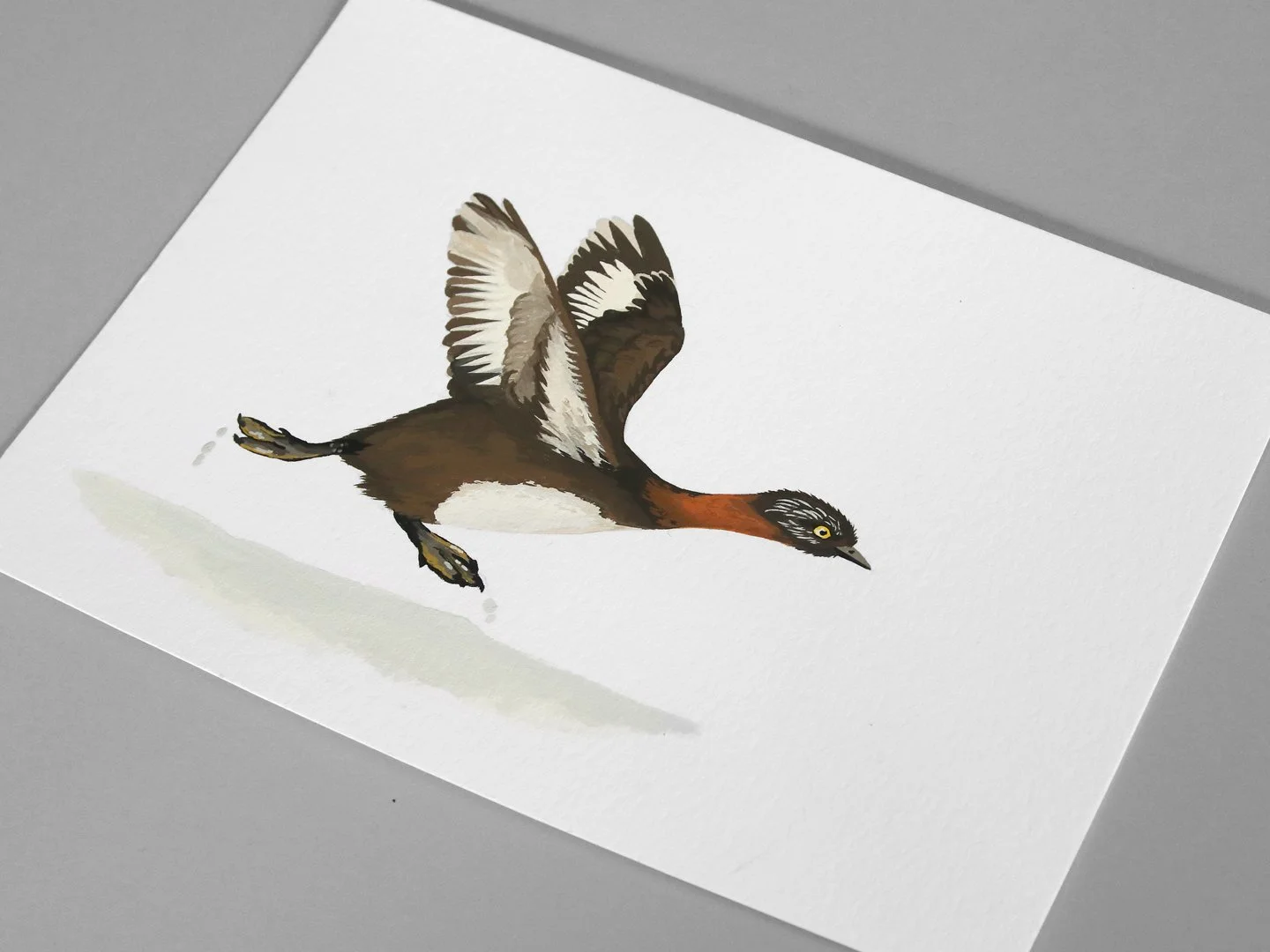 melissa boardman dabchick flying 03c.jpg