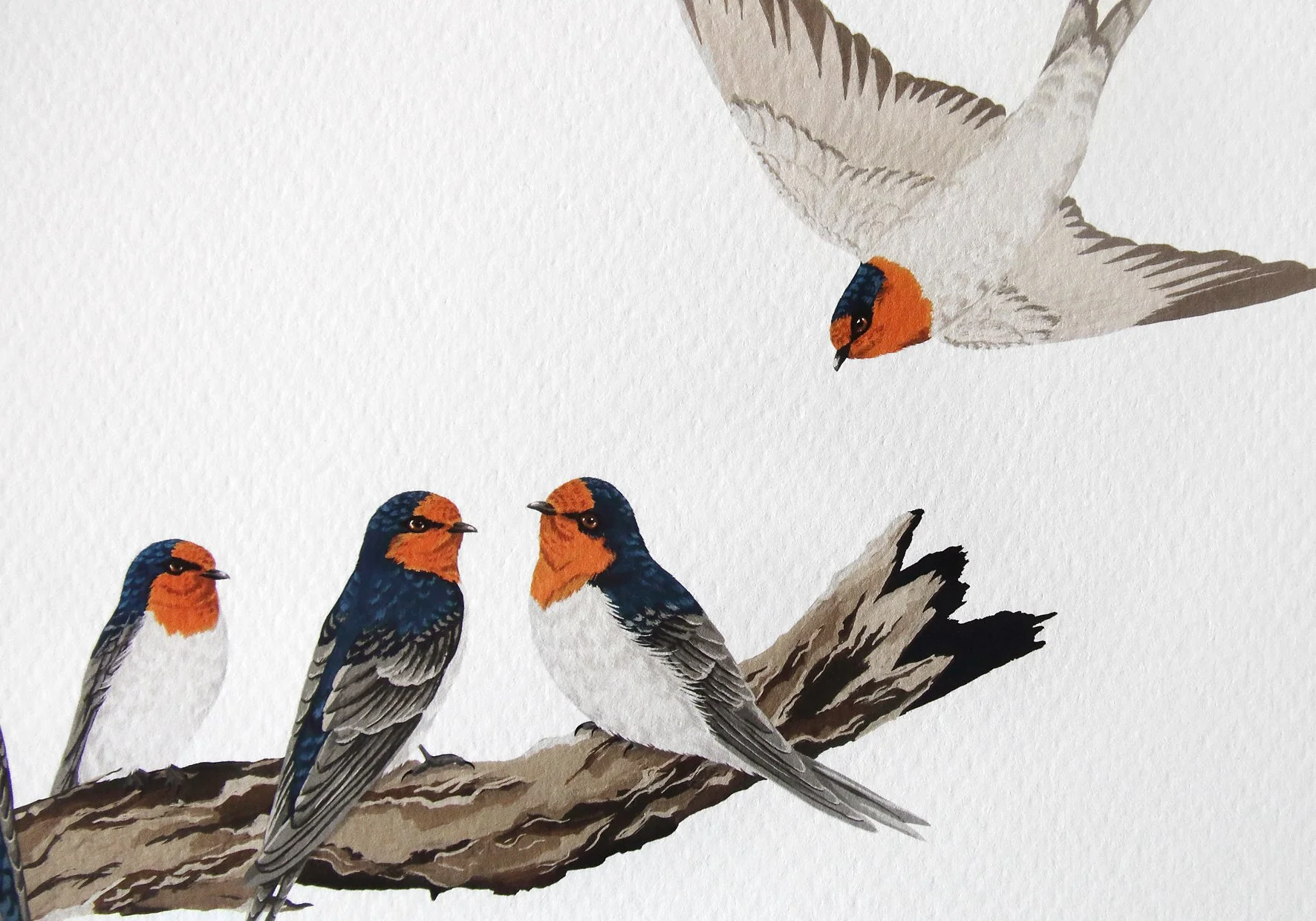 melissa boardman swallows print 02 closeup.jpg