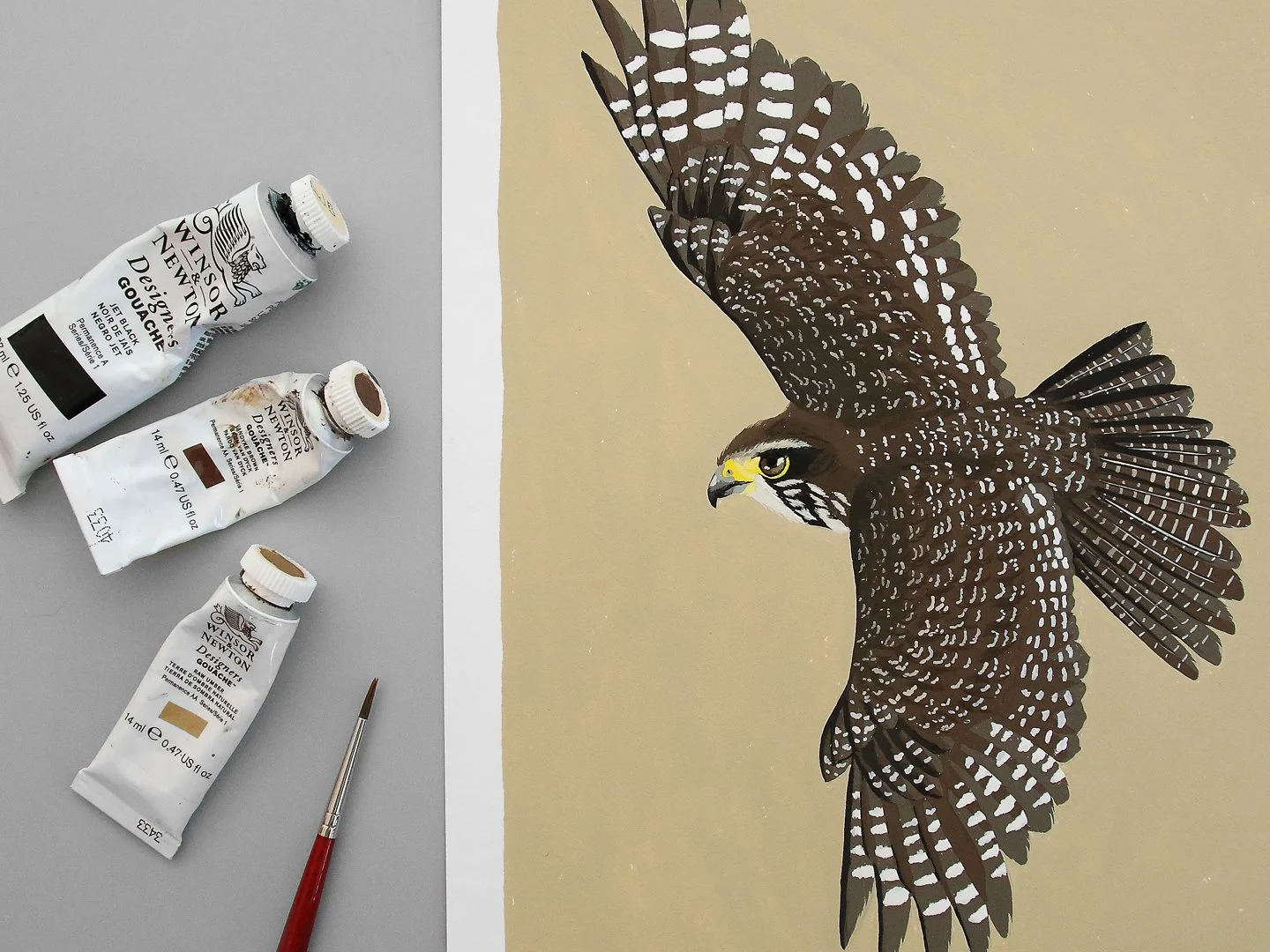 melissa boardman falcon original 01.jpg