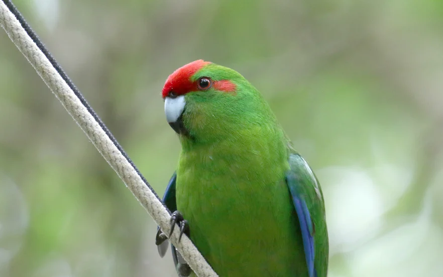 Bird photos - what else!