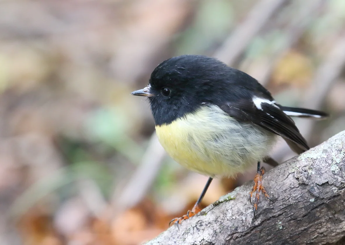 Stewart Island Part 3