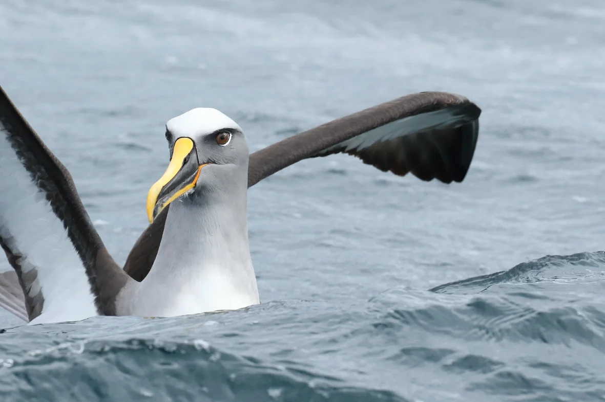 Stewart Island Wrap Up