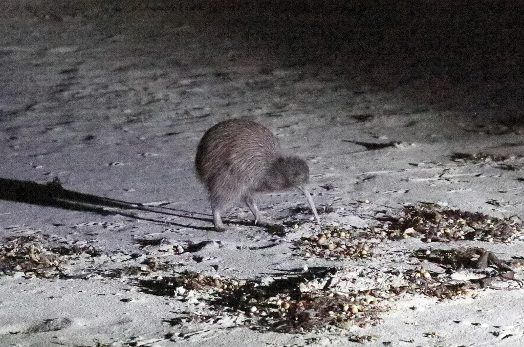 Stewart Island Part 1