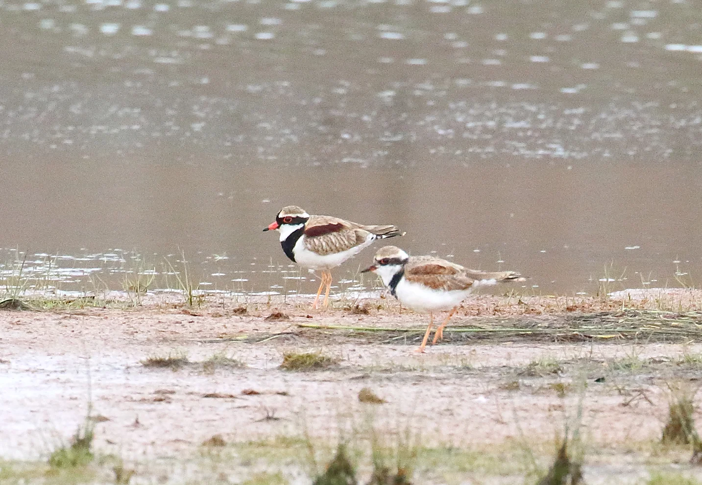 black fronted dotterel pair.JPG