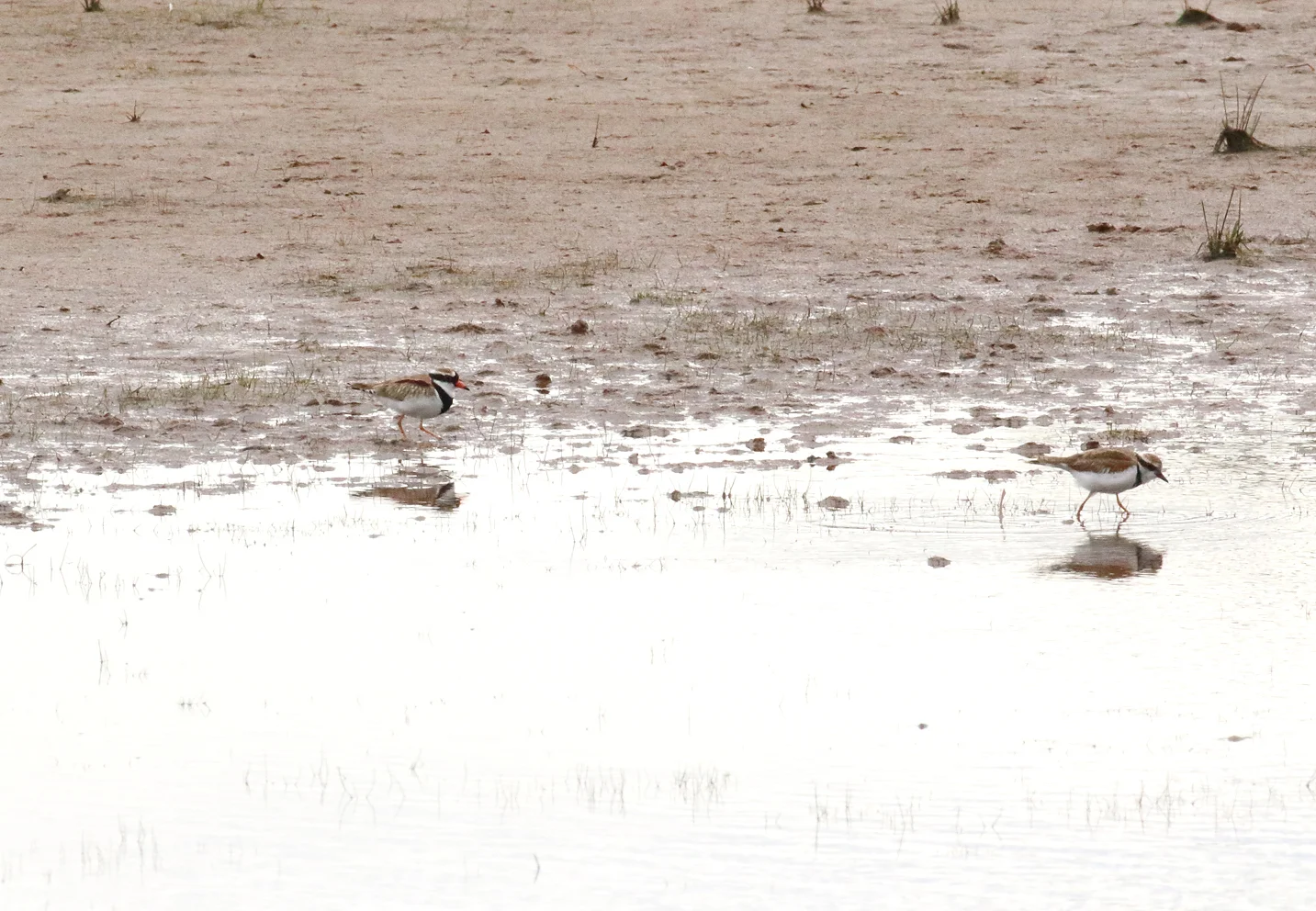 black fronted dotterel pair2.JPG