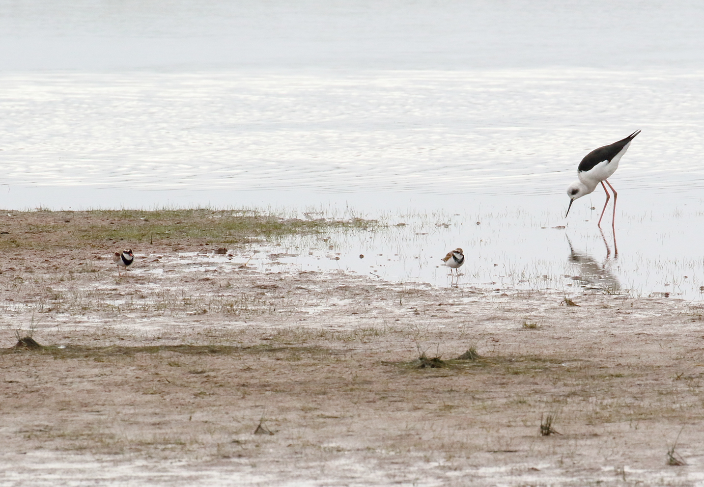 bf dotterel and stilt.JPG
