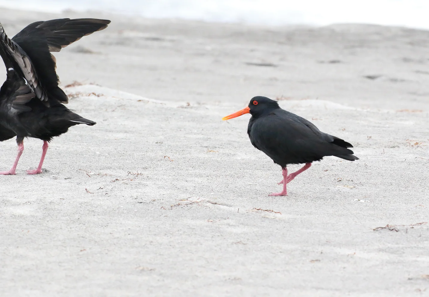 oystercatchers waihi beach.JPG