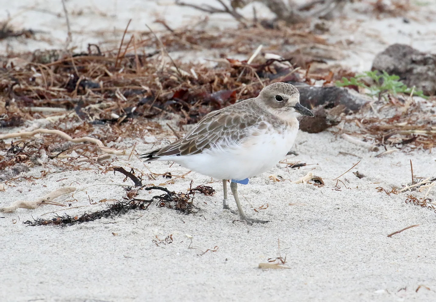 nz dotterel waihi beach 2.JPG