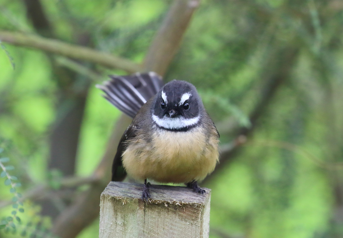 Cheep!