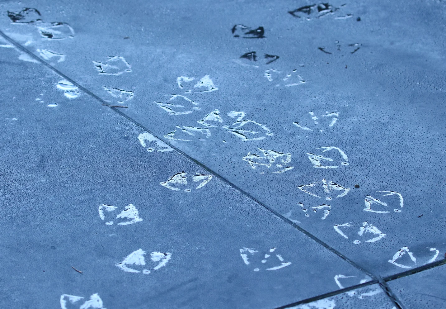 These duck prints along the boardwalk made me laugh. Just a sign that no matter how early we are, the ducks were earlier.