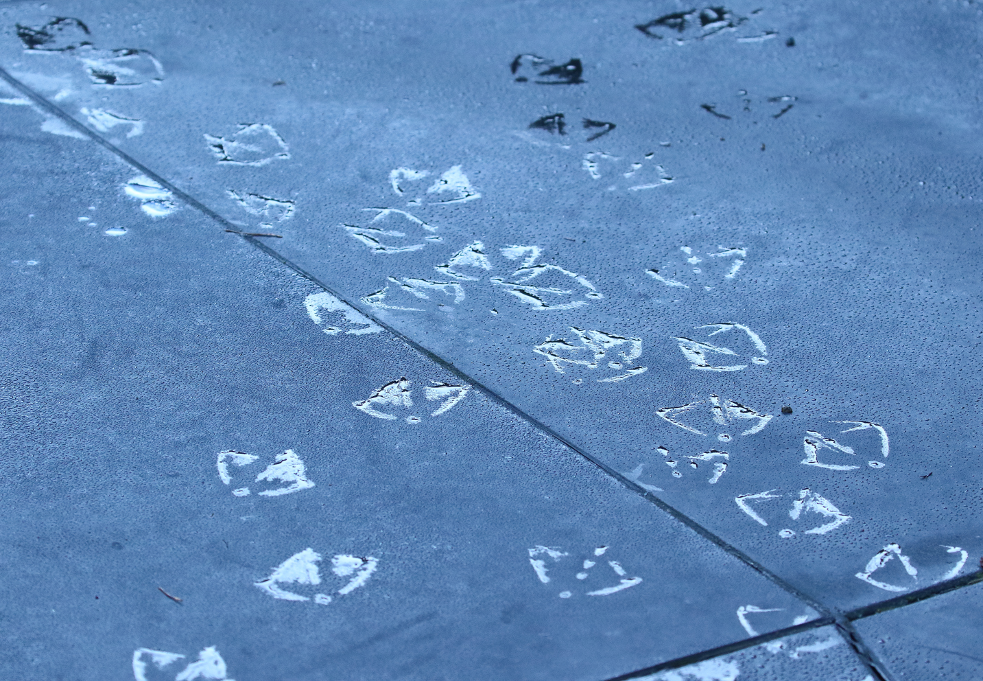 These duck prints along the boardwalk made me laugh. Just a sign that no matter how early we are, the ducks were earlier.