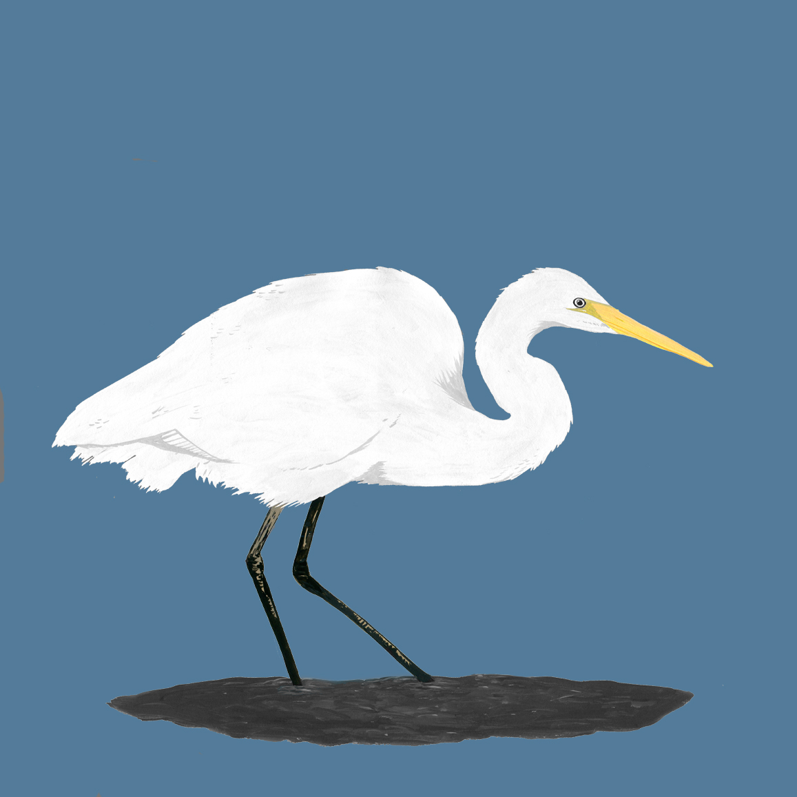 Kotuku - White Heron.