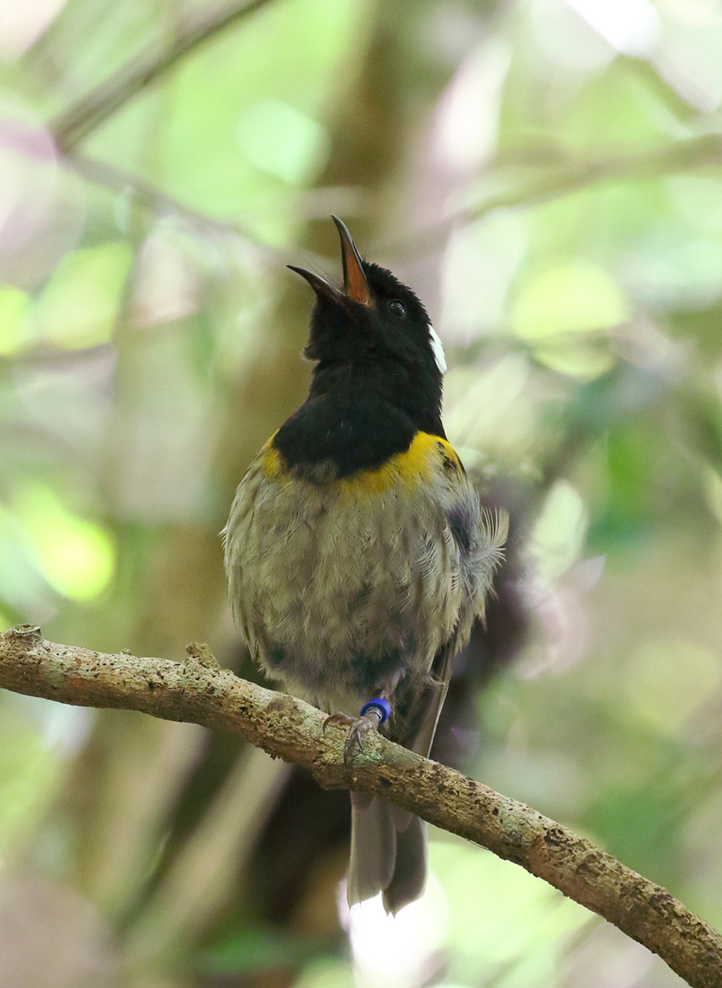 Male Hihi/Stitchbird.