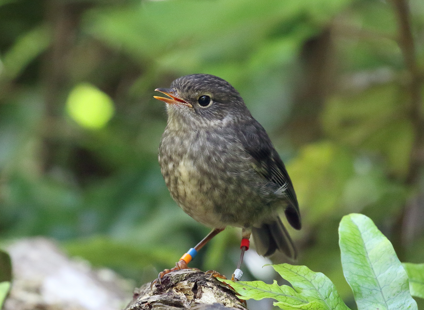 Juvenile North Island Robin.
