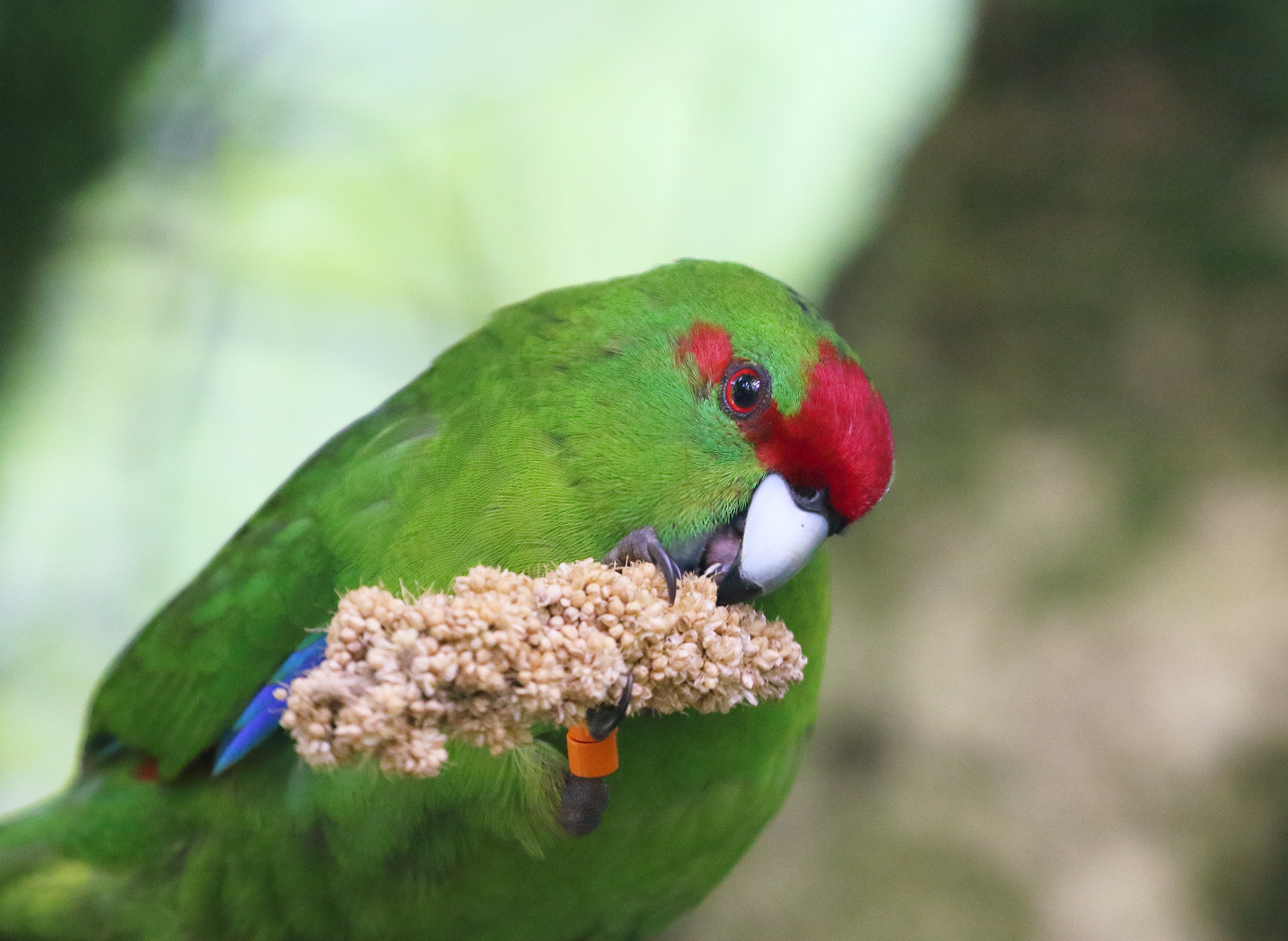 Red-Crowned Kakariki